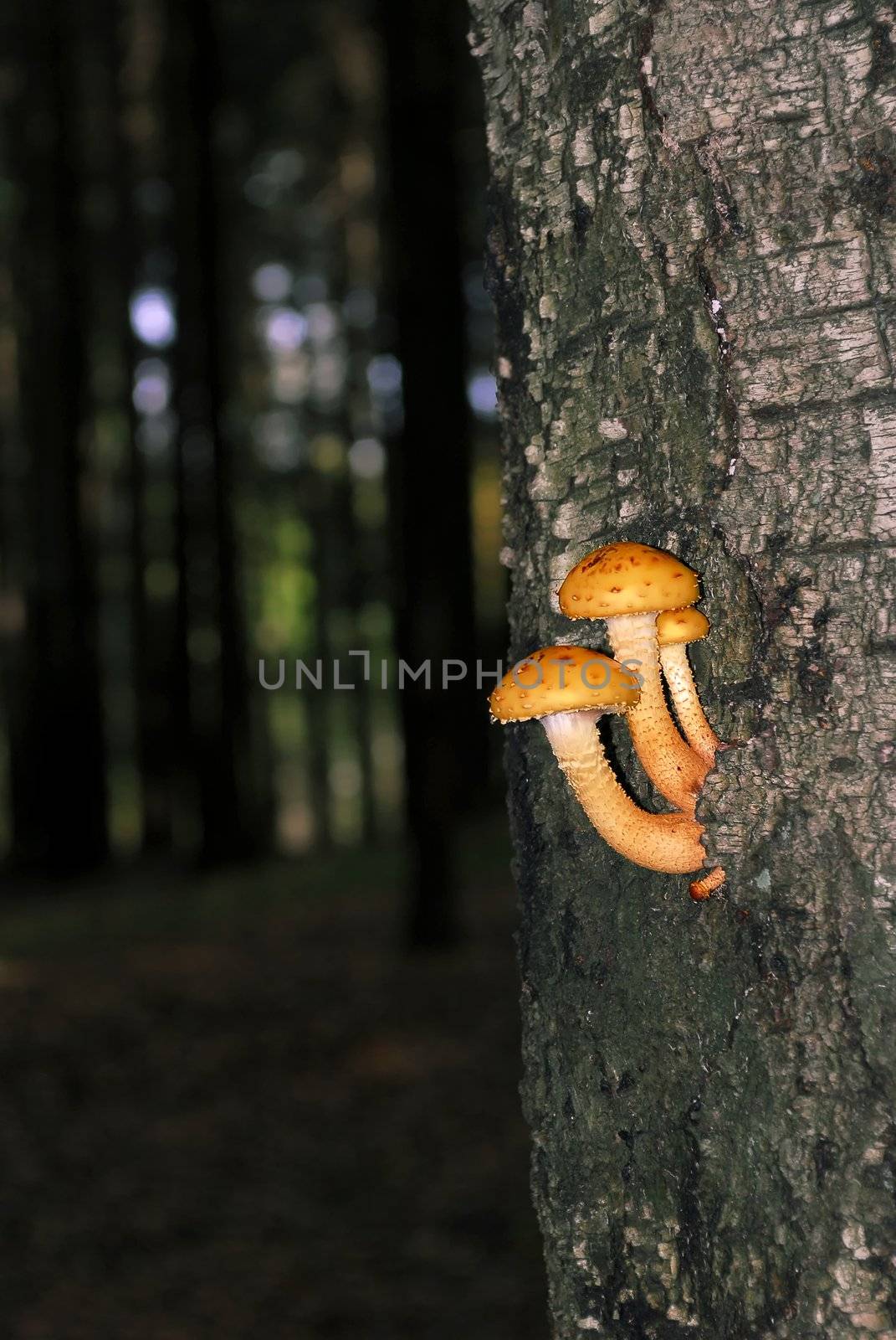 The tree mushroom growing on trunk of a birch