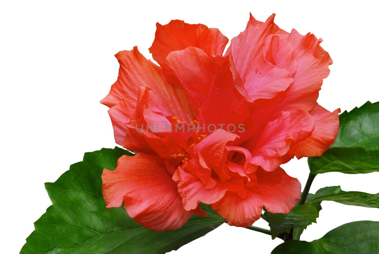 Blooming pink hibiscus isolated on a white background