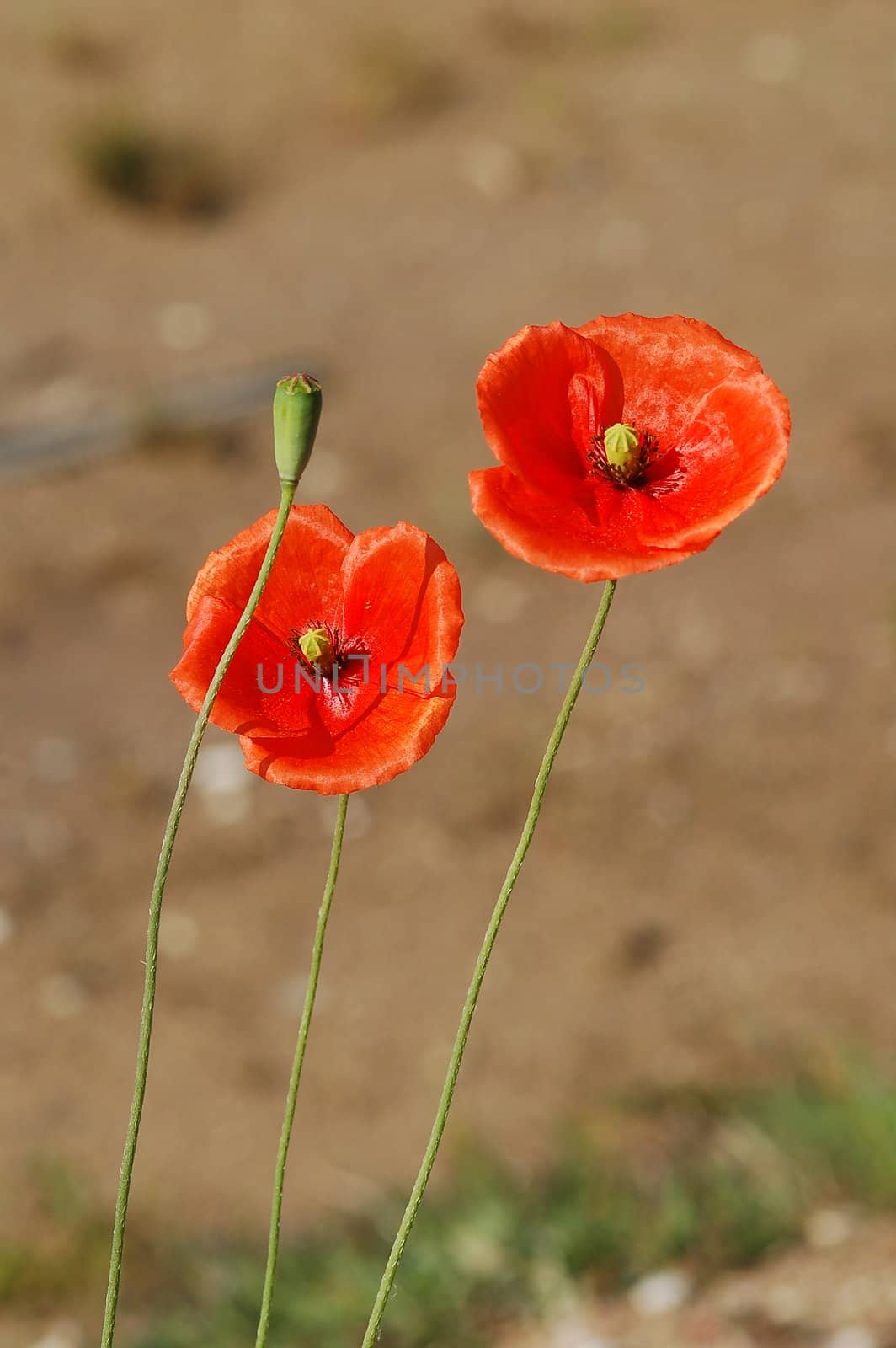 Beautiful red poppies blooming