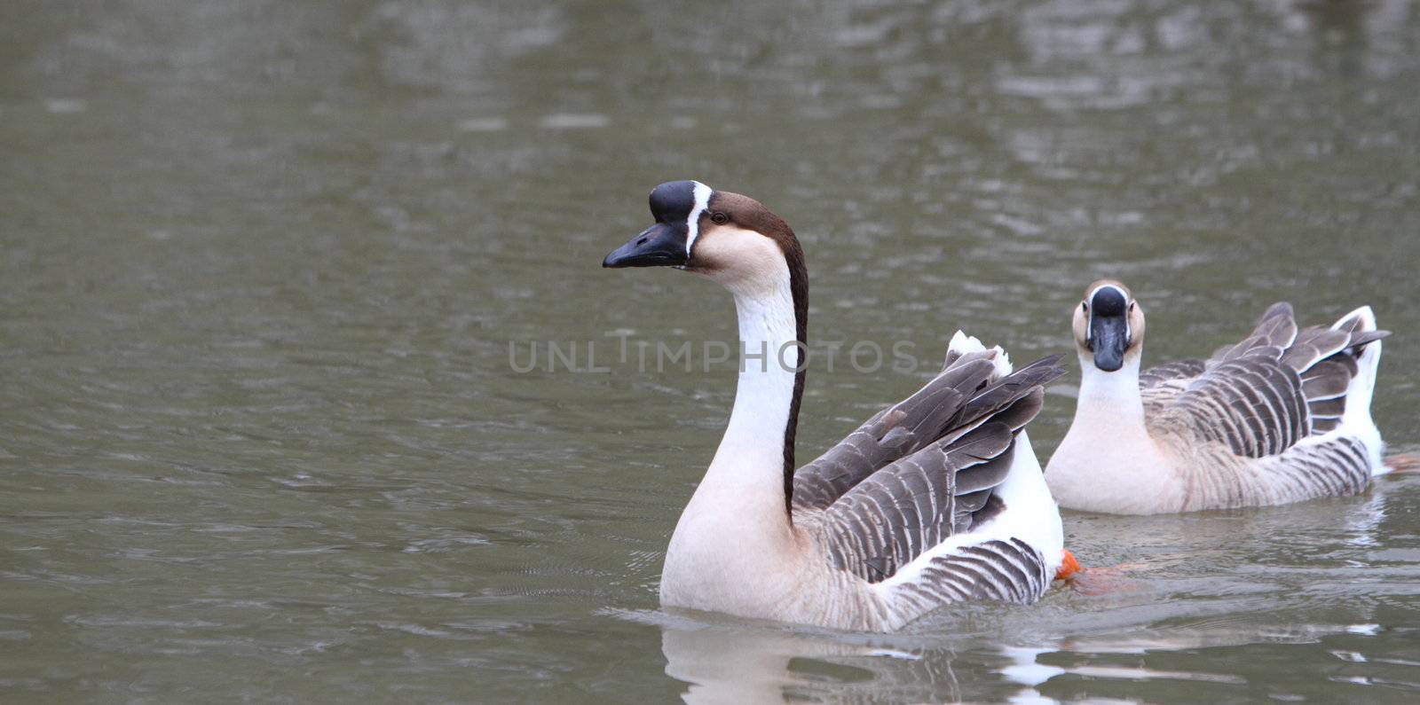 Pair of Africa Geese by mitzy