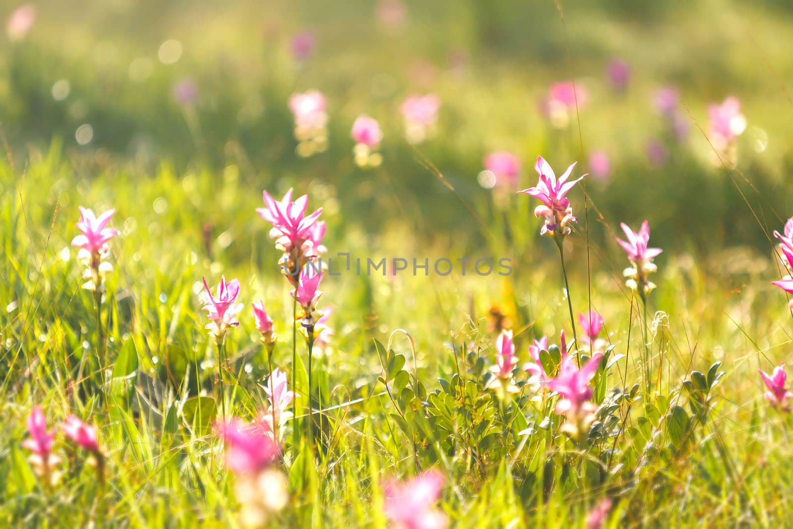 Pink field of Siam tulip at Chaiyaphum Province, Thailand.