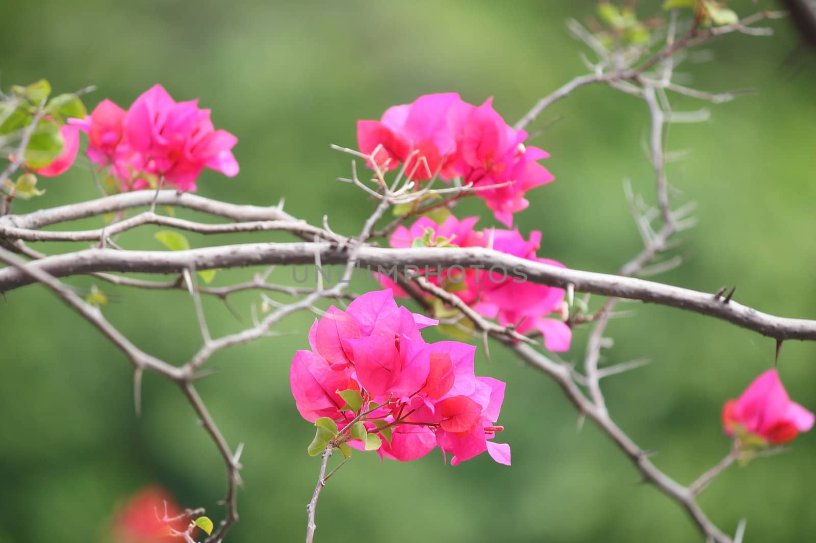 Pink bougainvillea flowers