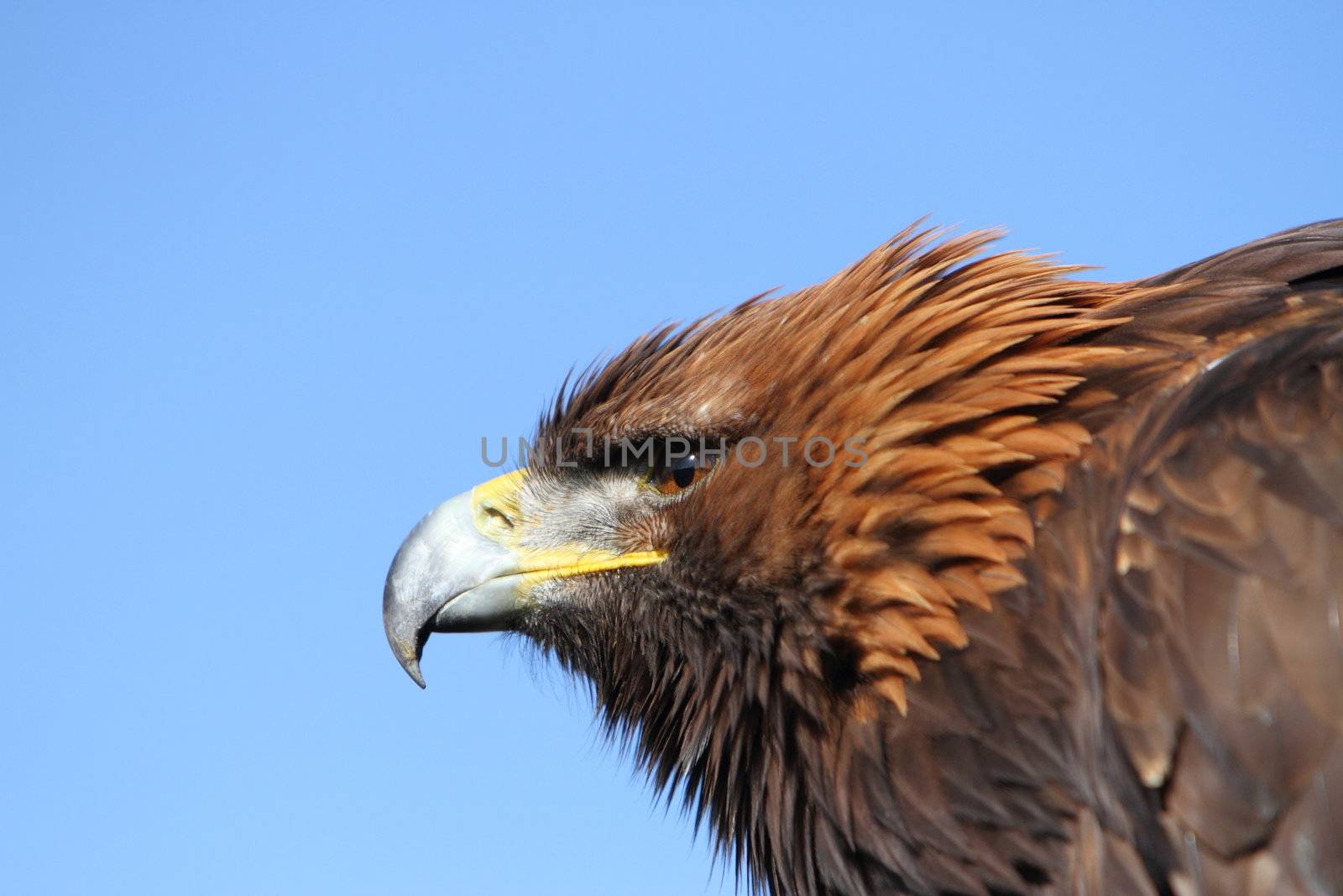 Golden Eagle