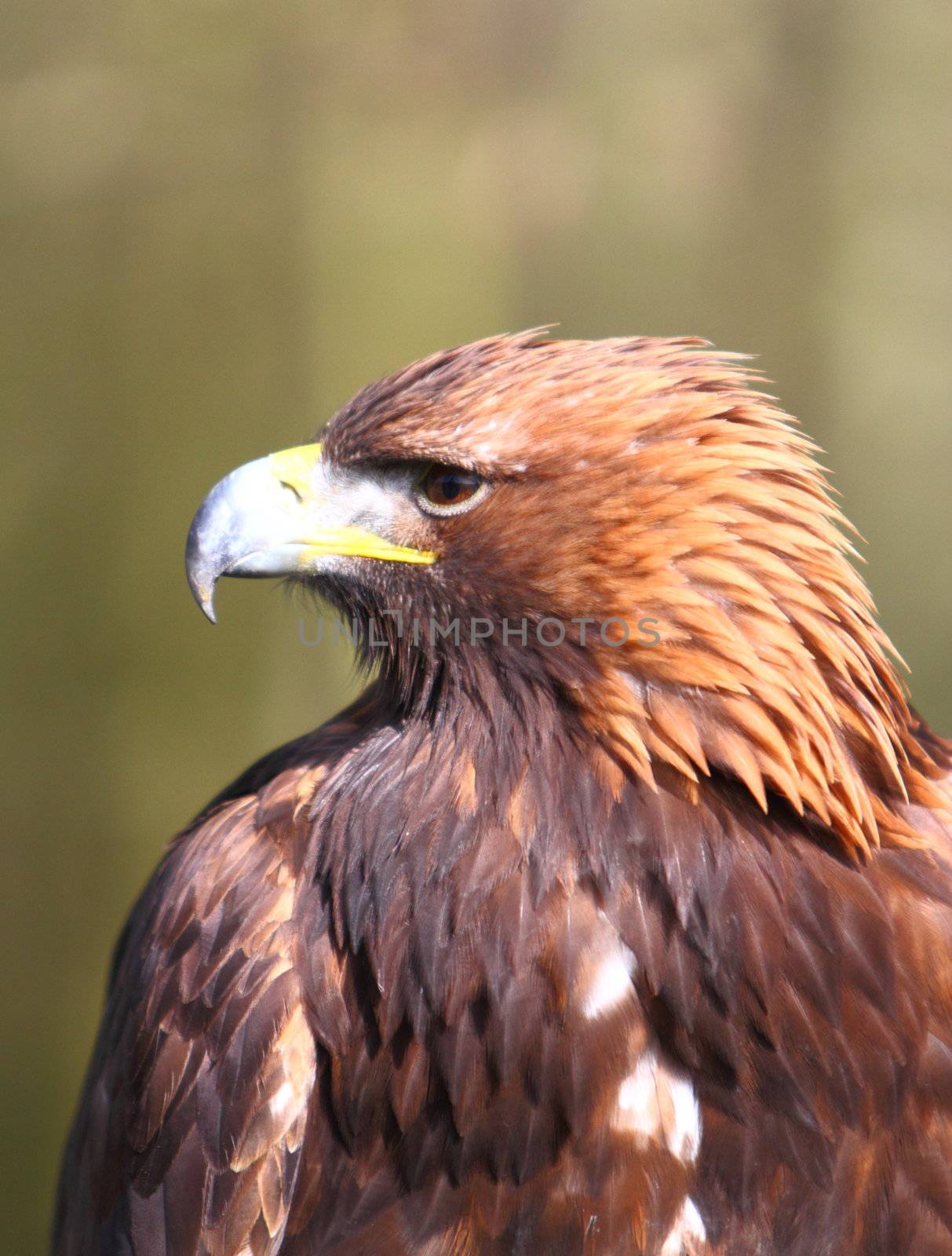 Golden Eagle