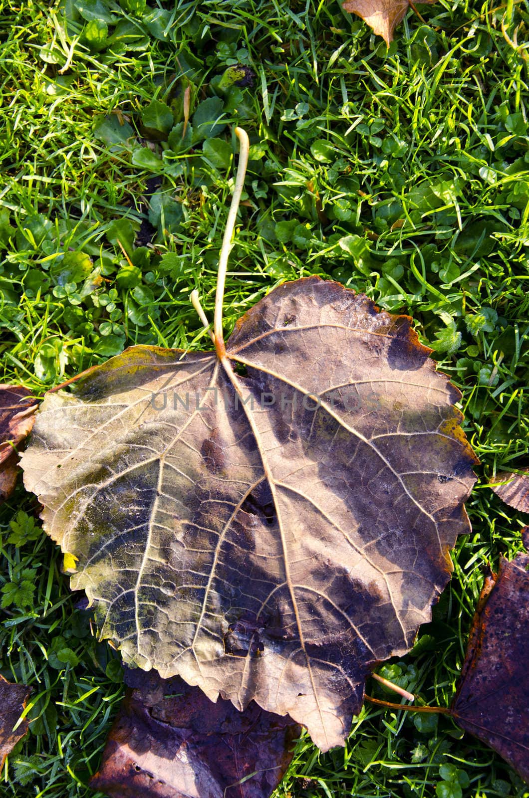 Lime tree leaf fell on grass. Autumn details. by sauletas