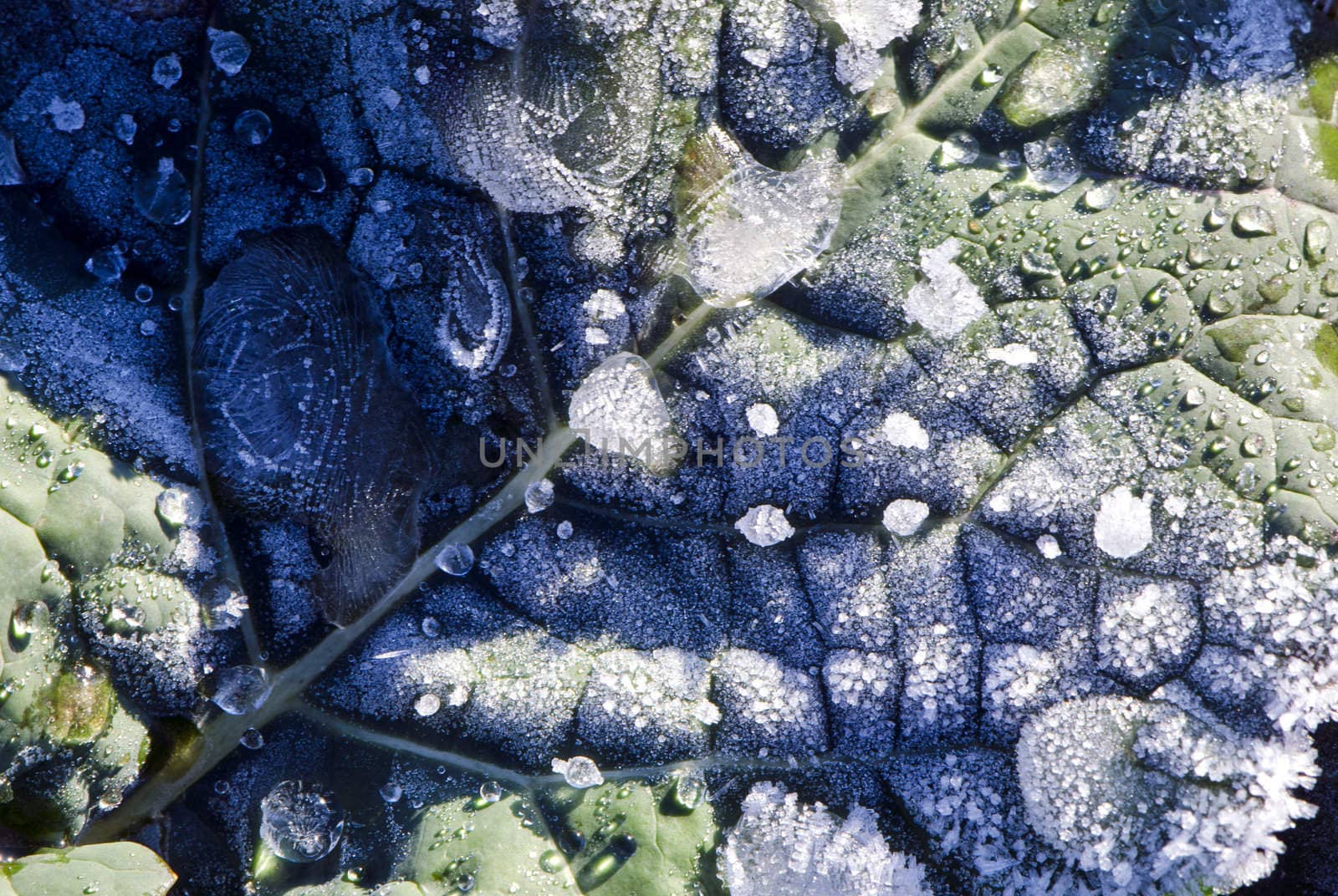 Macro of plant leave with ice freeze on it. Natural start of winter details.