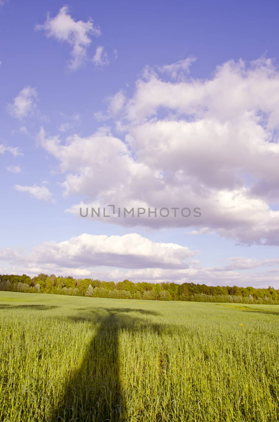 Huge green meadow and tree shadow. Cloudy blue sky by sauletas