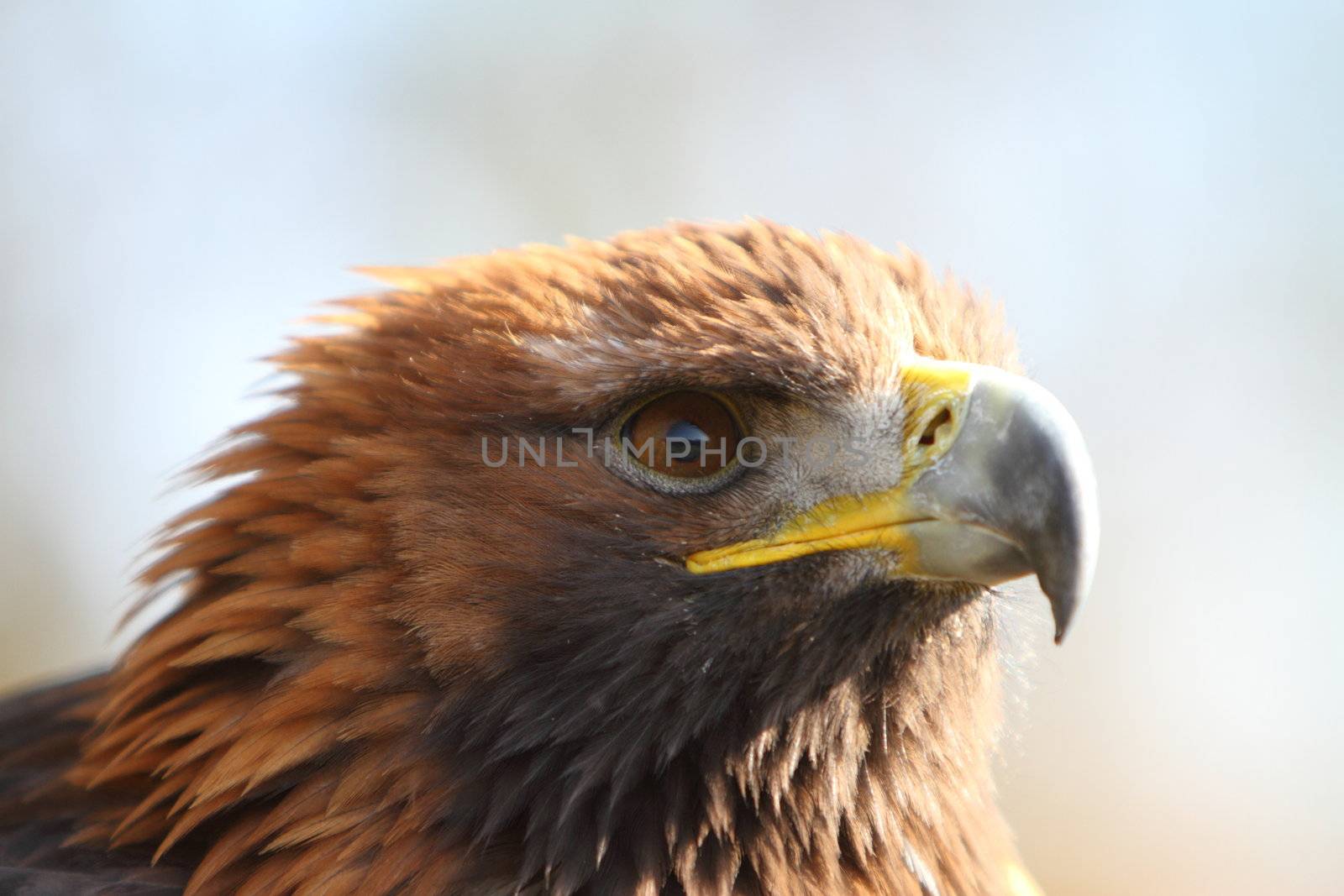 Golden Eagle