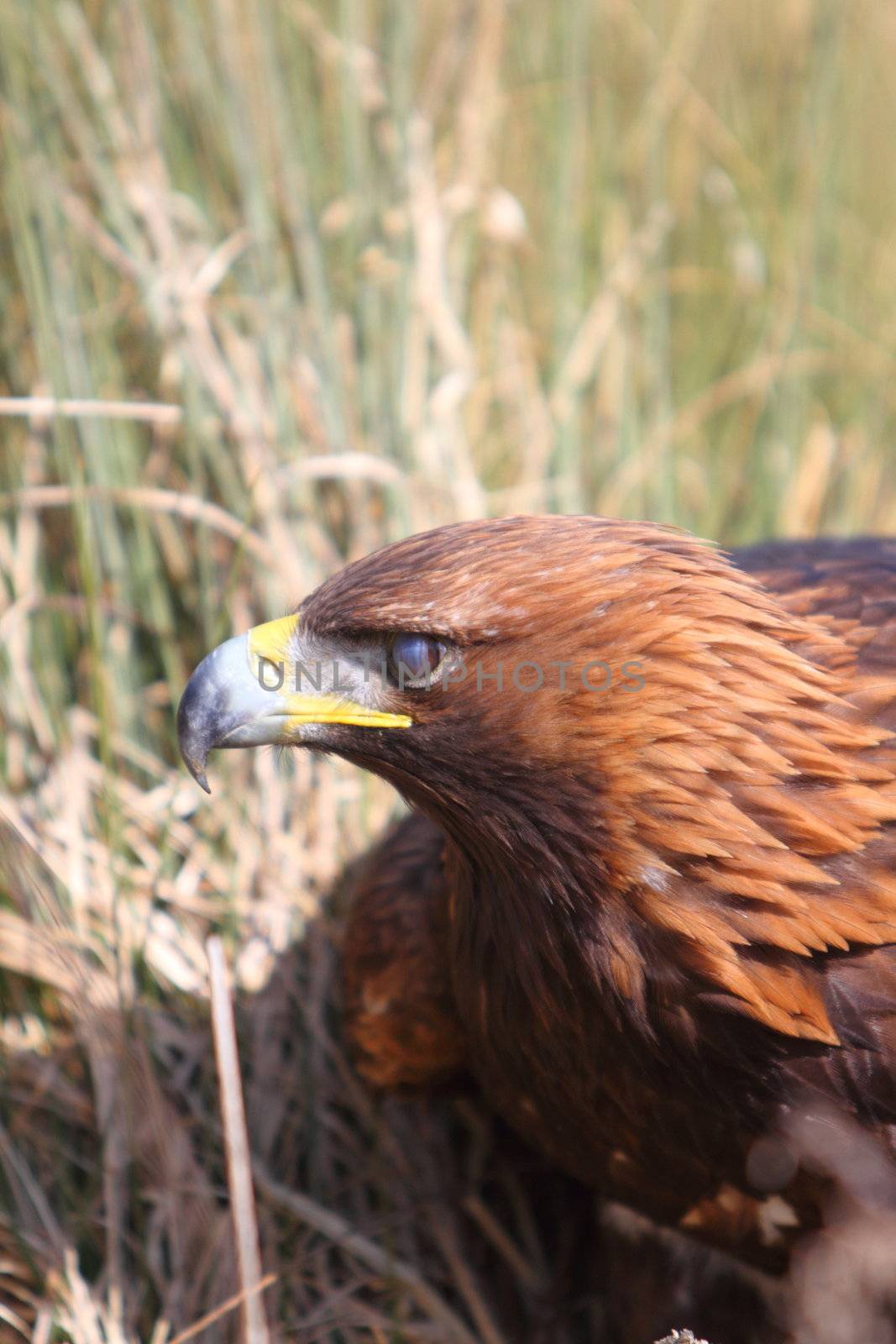 Golden Eagle