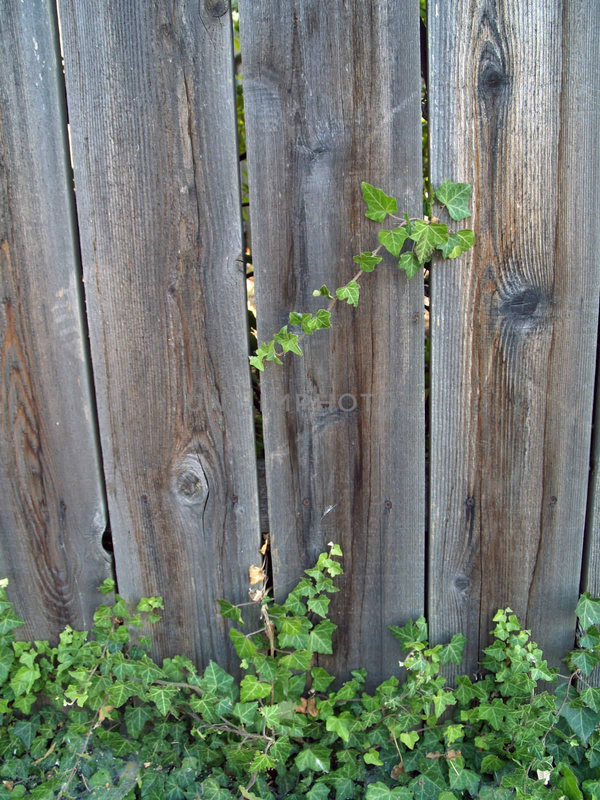 Green ivy growing up a wooden fence