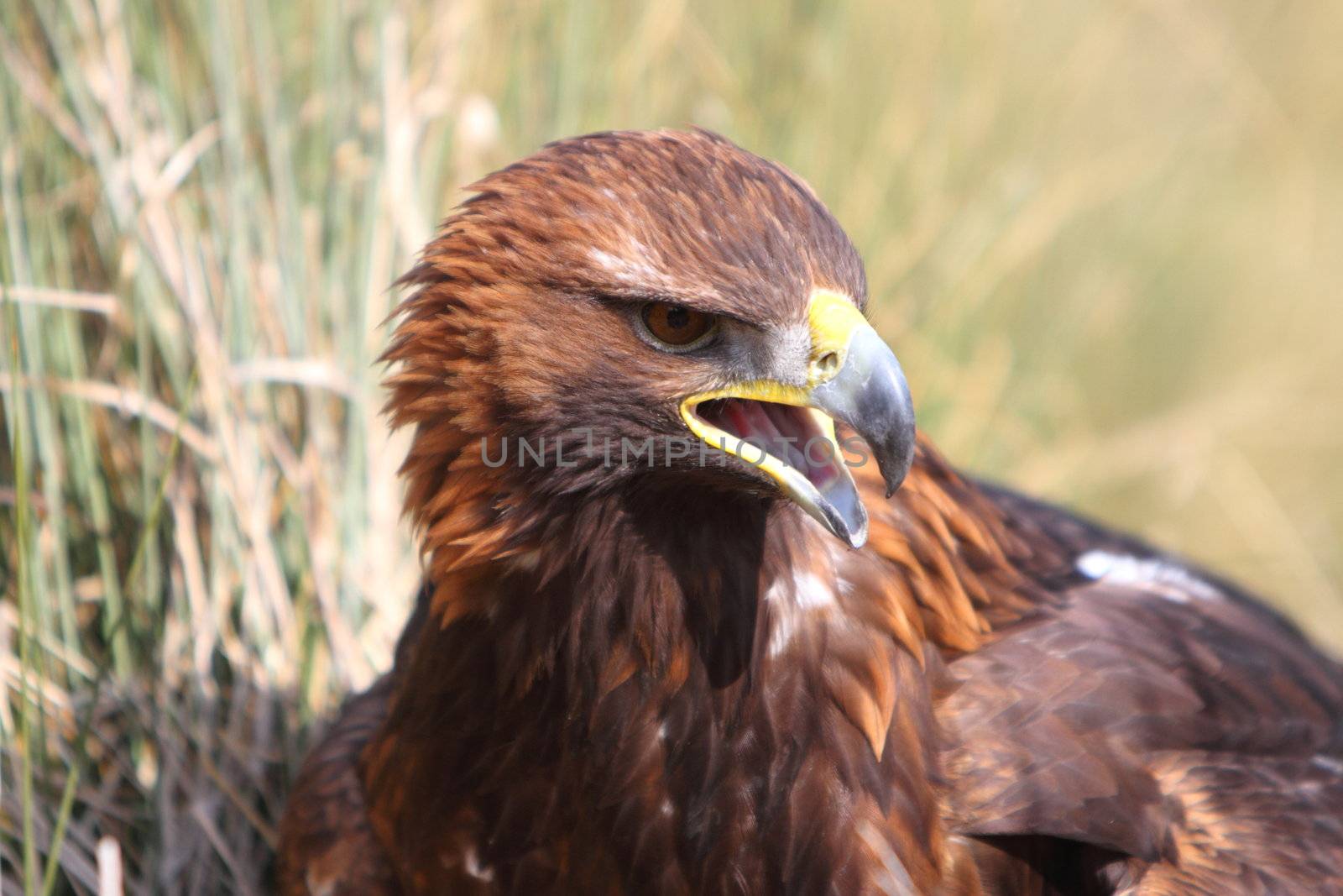 Golden Eagle
