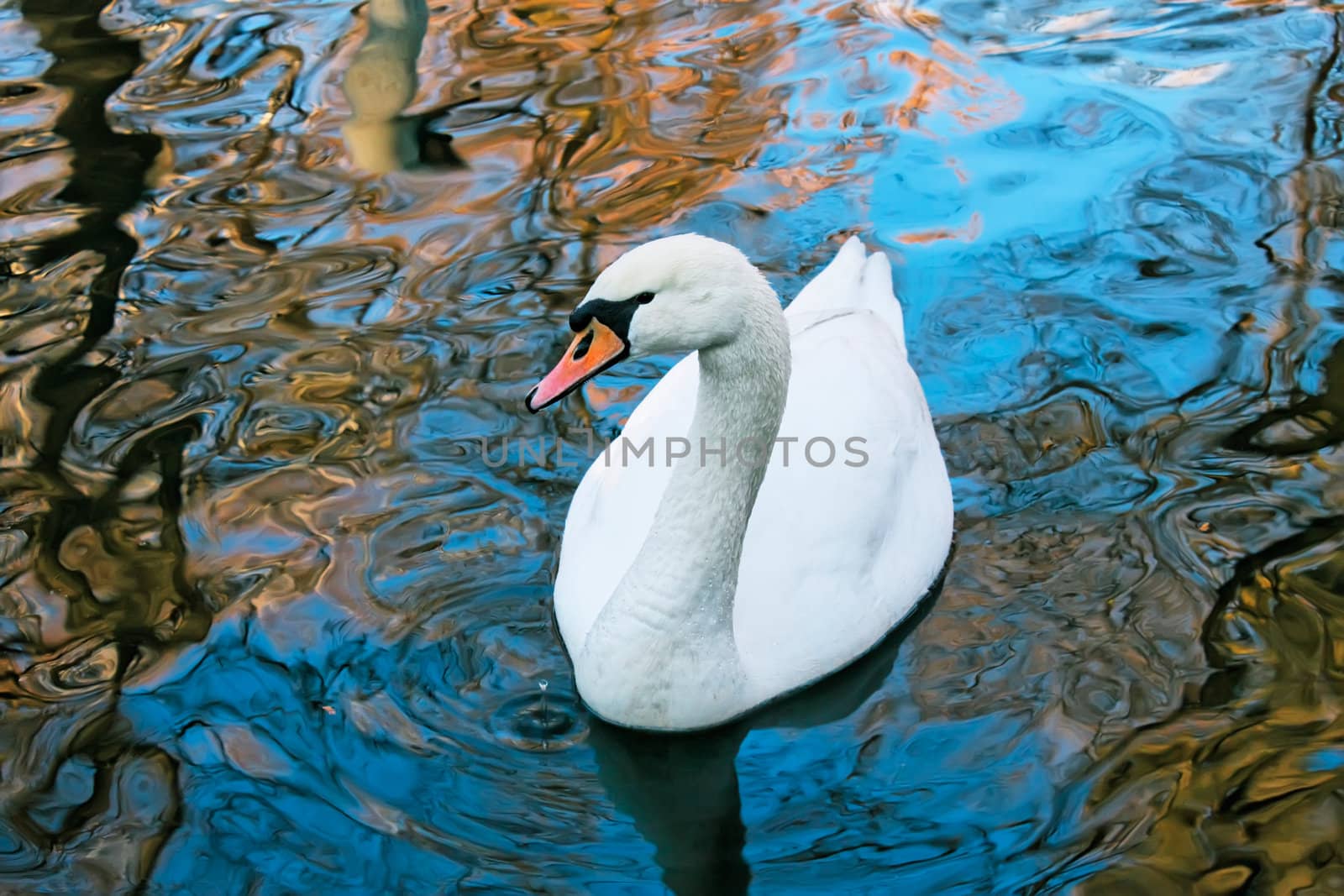 Adult white swan floats in the water