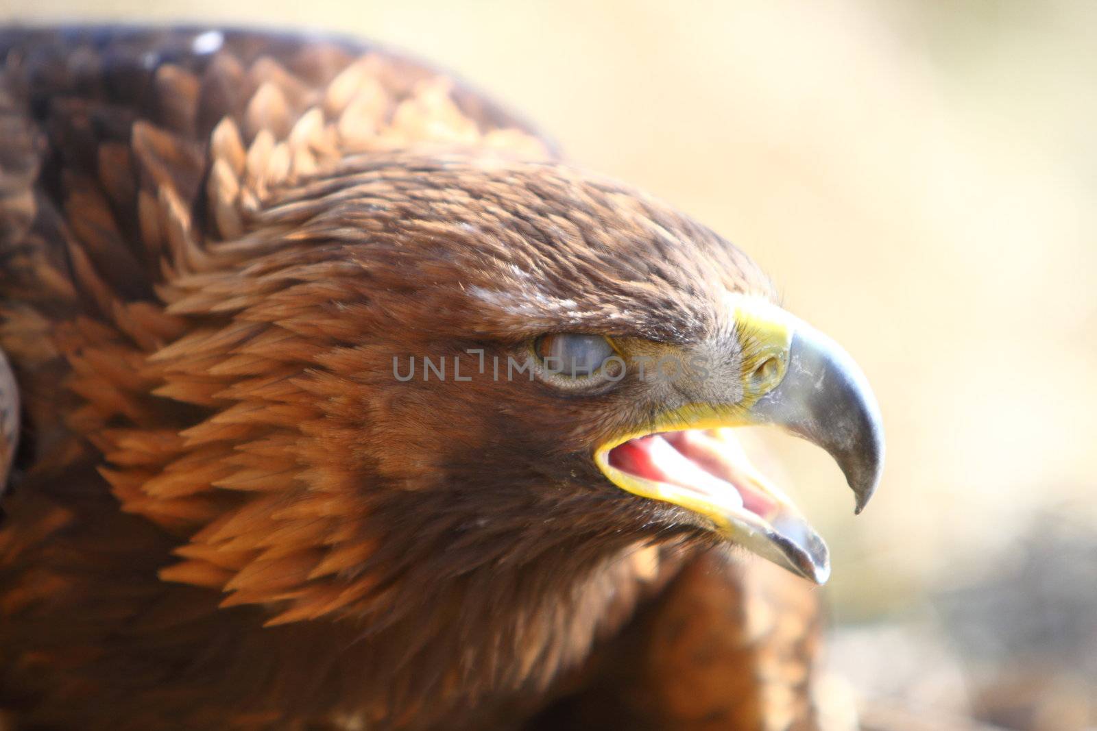 Golden Eagle