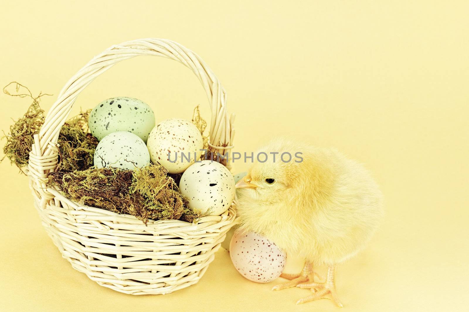 Little yellow chick by a basket full of Easter eggs against a yellow background with room for copyspace. Extreme shallow DOF.
