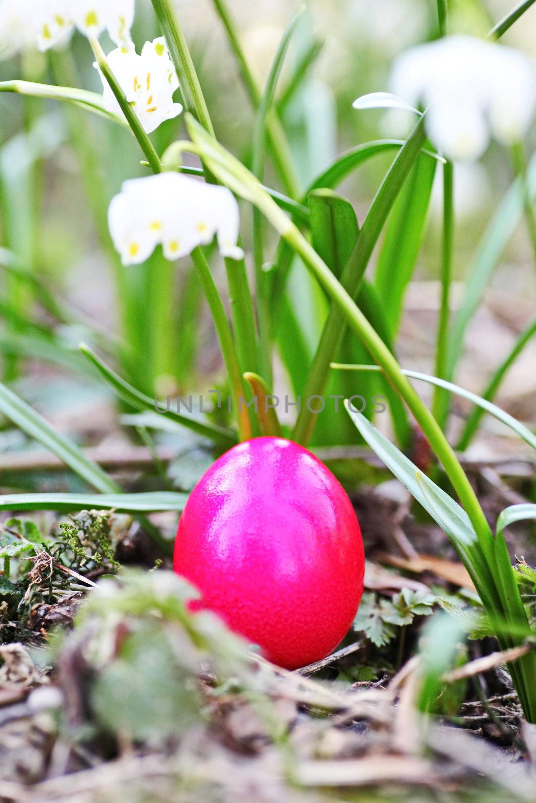 Easter egg meadow snowdrop by yucas