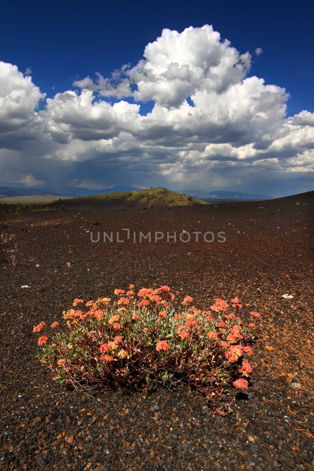 Flowers in Volcanic Landscape by Wirepec