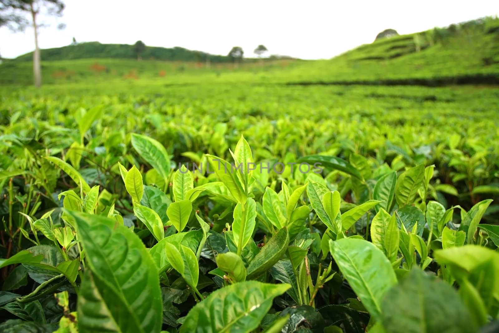 Field of tea plantation by photosoup