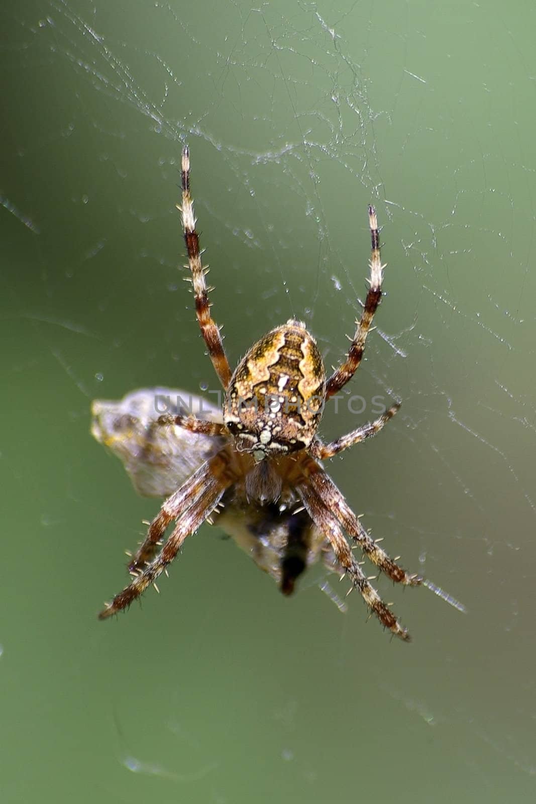 Spider eating macro. by borodaev