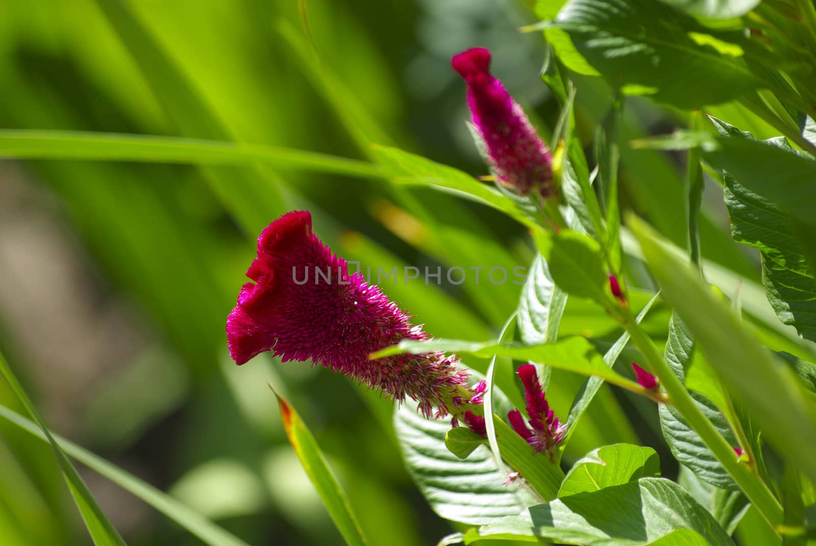 Red flowers, green grass. Bright colors. by borodaev