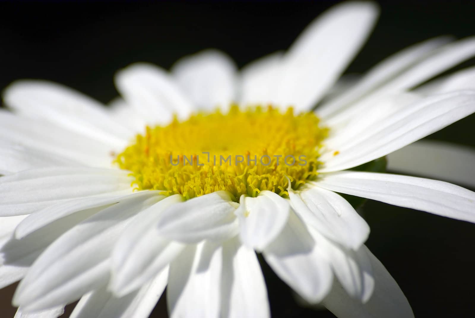 White chamomile on black background macro.