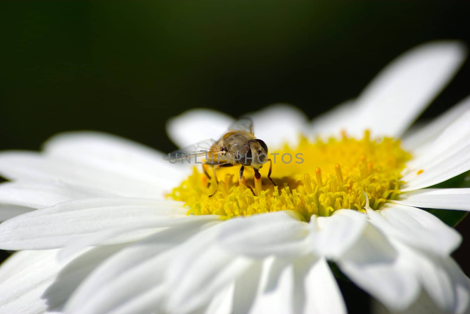 Bee sitting on camomile macro. by borodaev