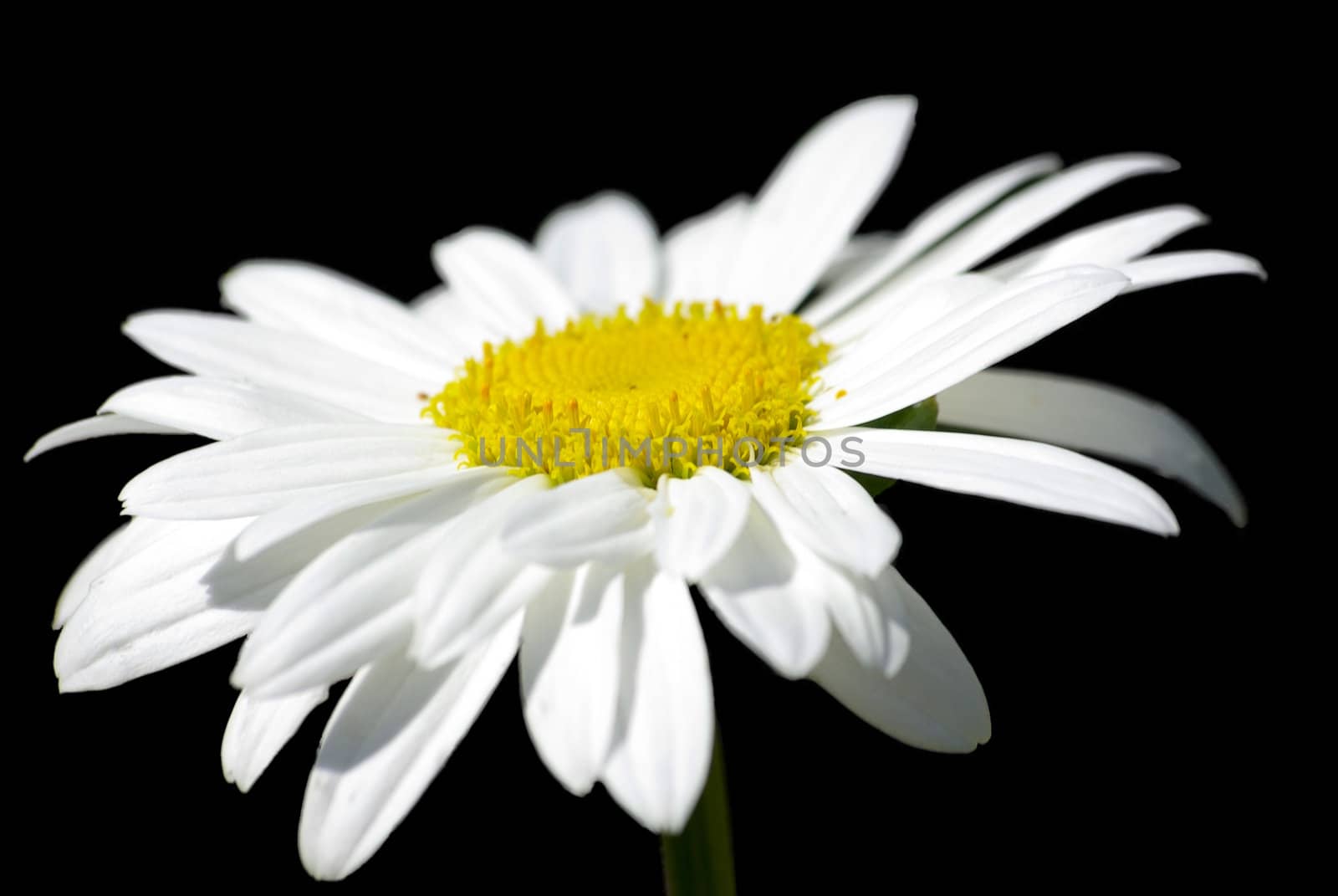 White chamomile macro closeup.