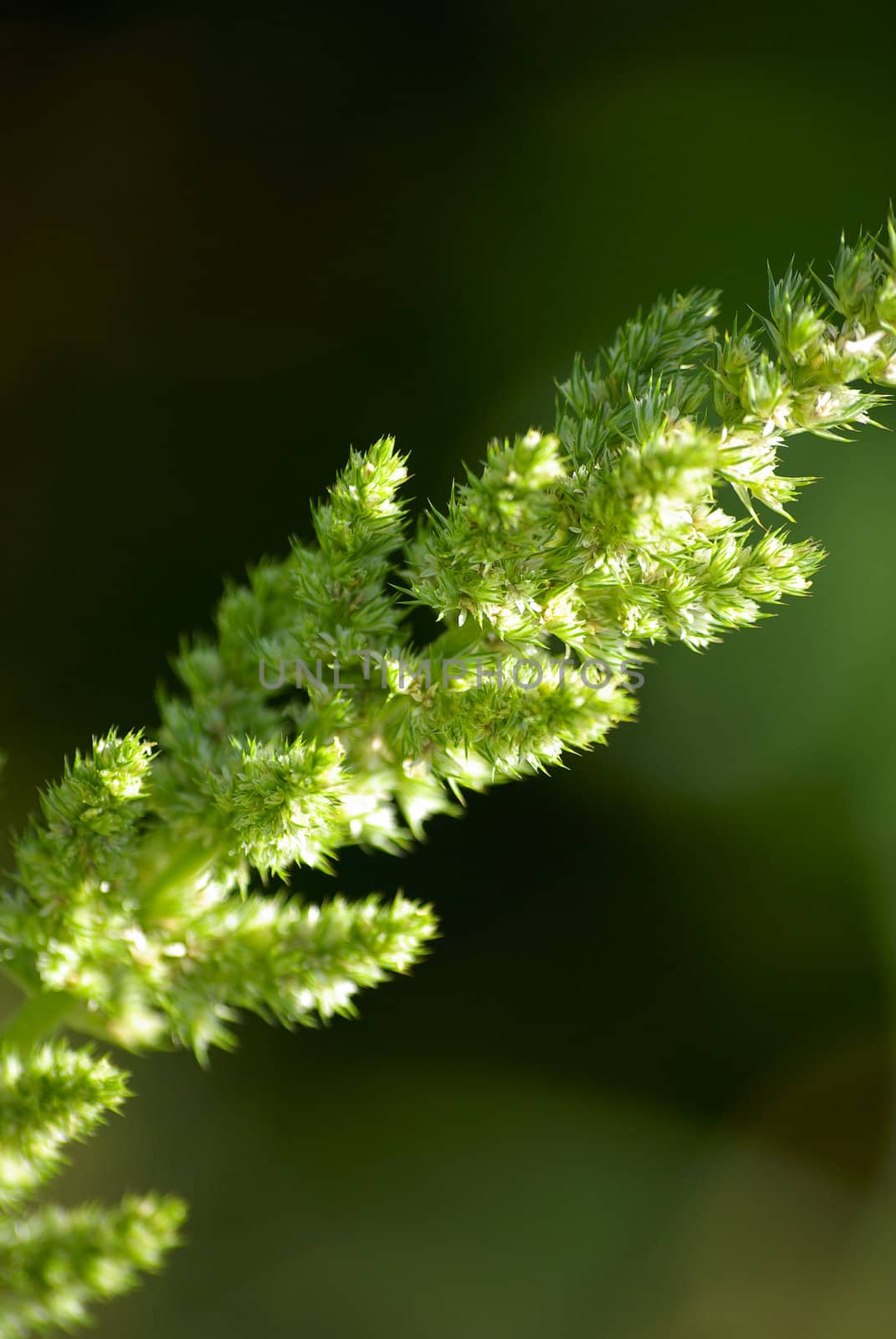 Green plant. Bright color. Close-up. by borodaev