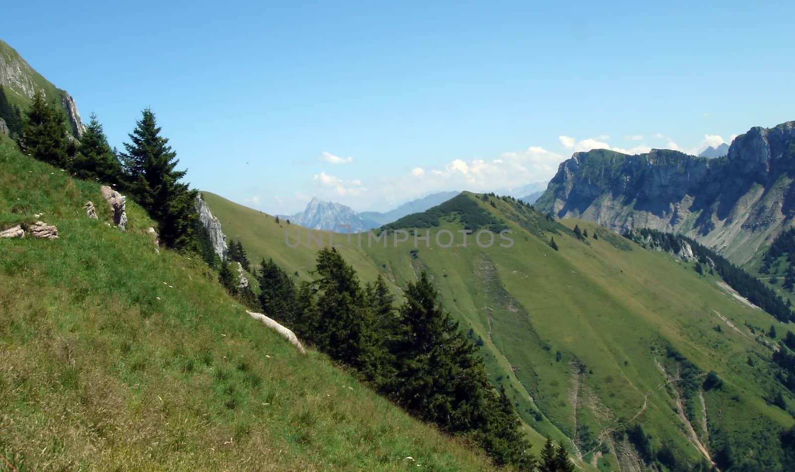 Alps mountains and fir trees by summer, Switzerland