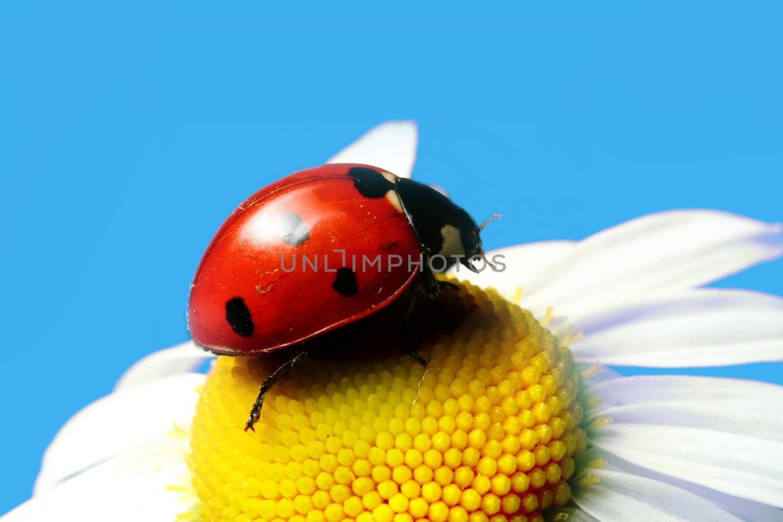 red summer ladybug on camomile under blue sky