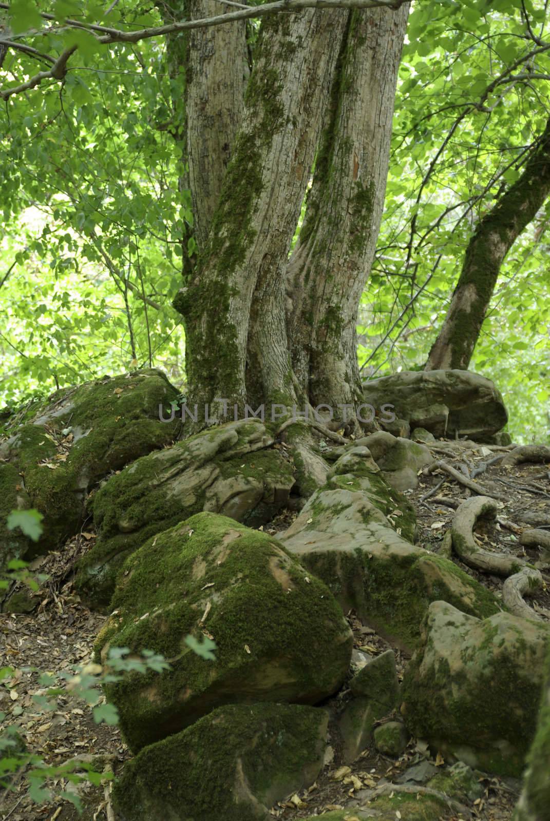 Old tree above 5000 years old burial mound.