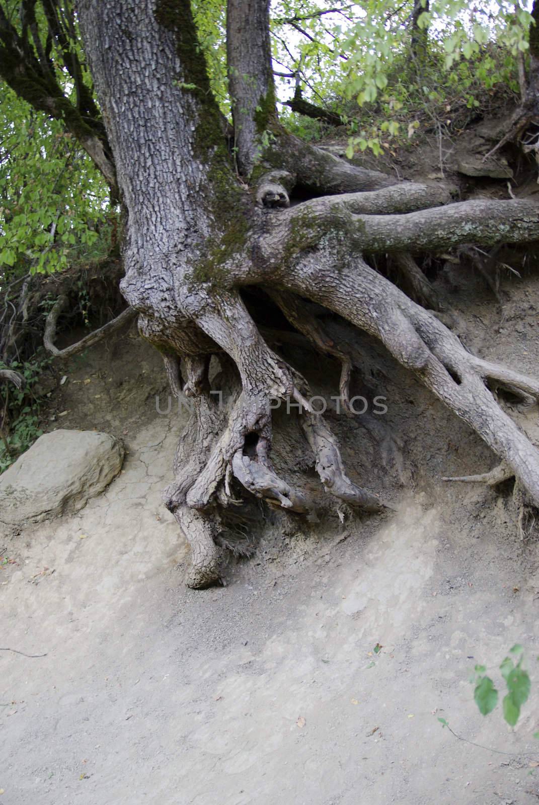 Very old tree. by borodaev