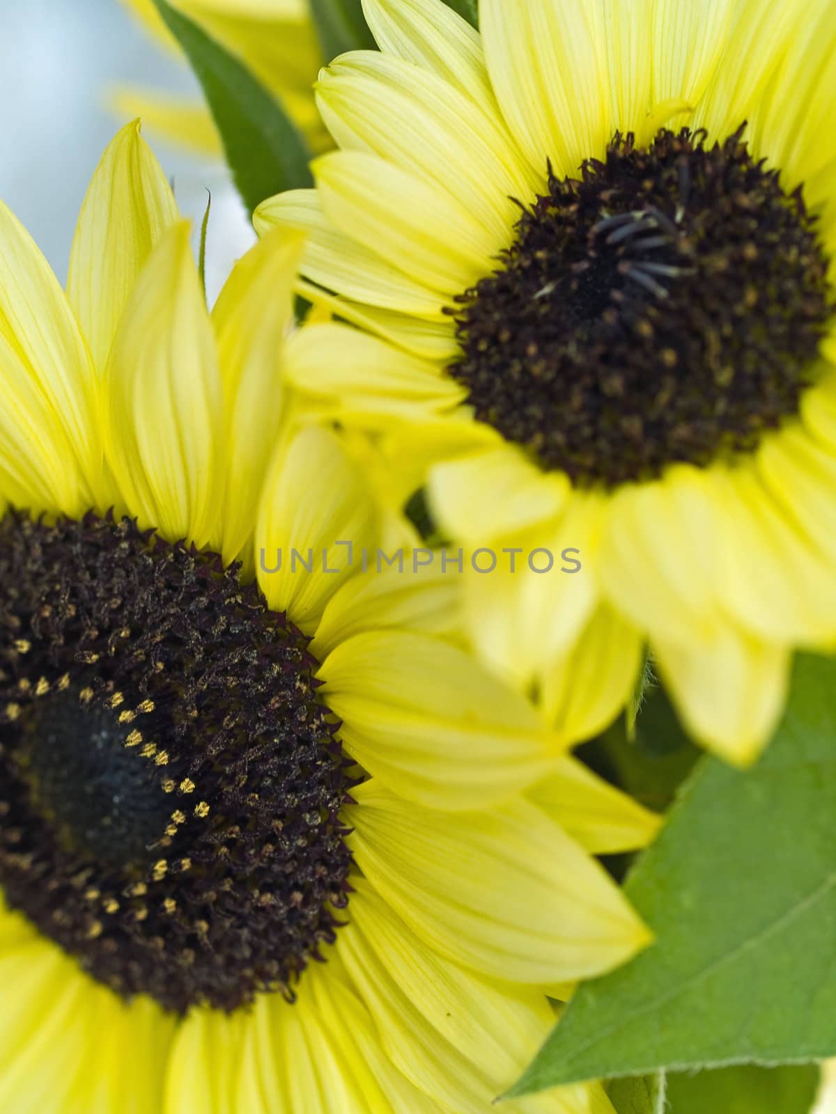 Close Ups of a Bunch of Sunflowers in a Vase