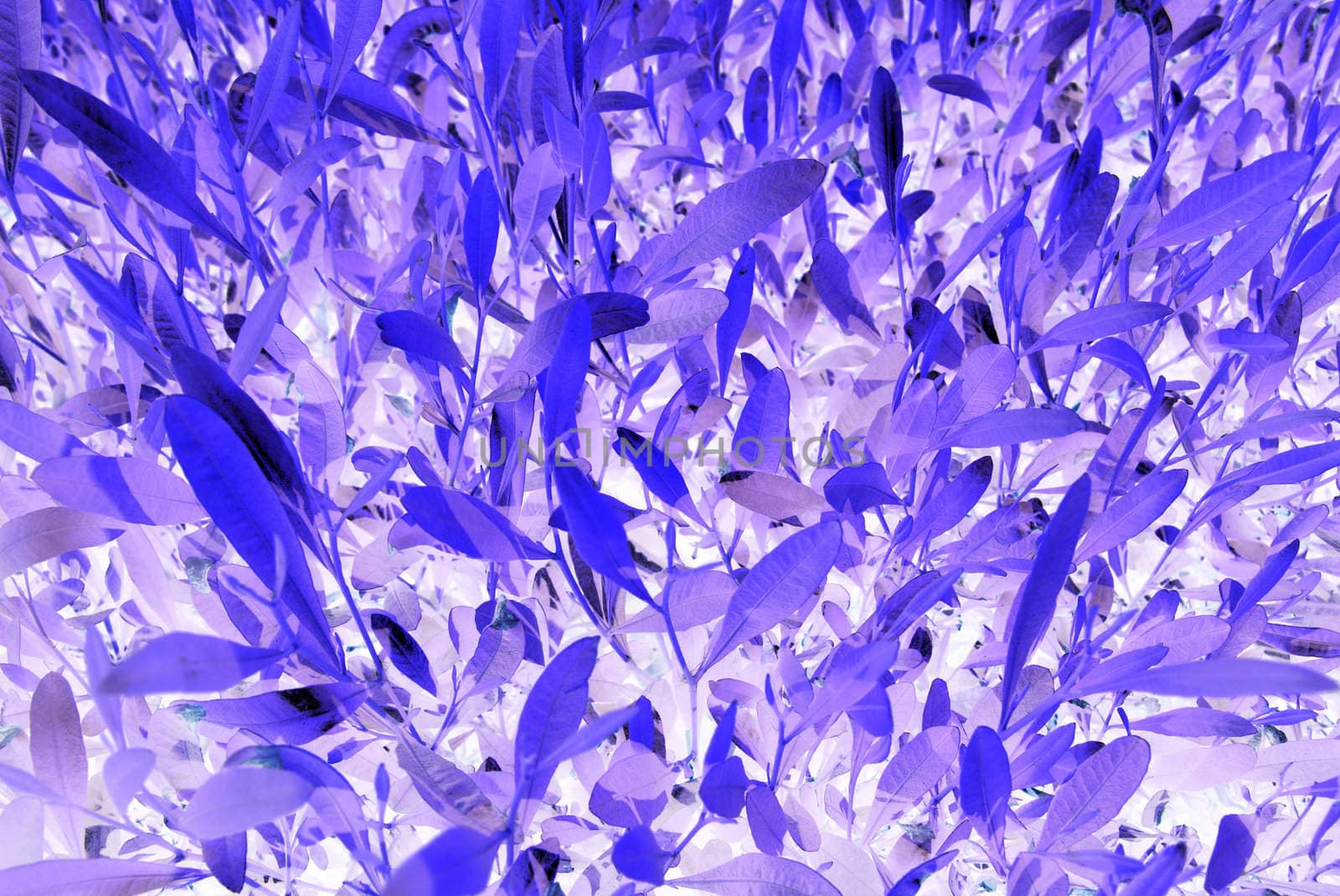 Abstract fantastic blue and purple colors plant as background. by borodaev