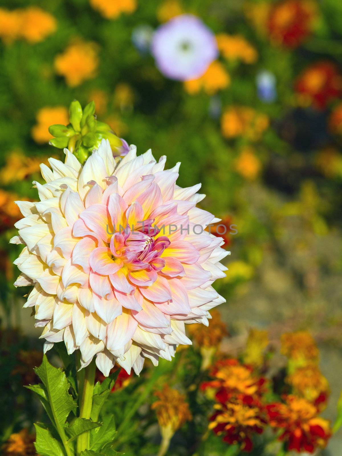 Pink Dahlia Blossom in a Colorful Garden