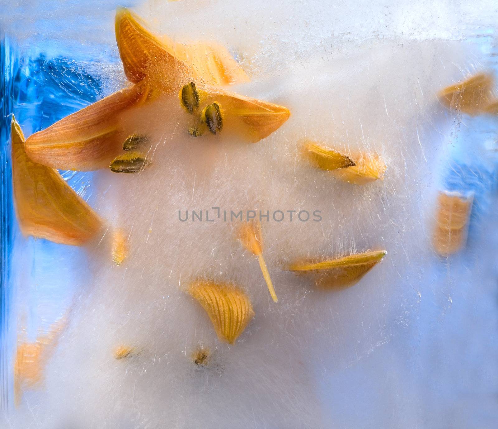  Frozen       Daylily flower  by foryouinf
