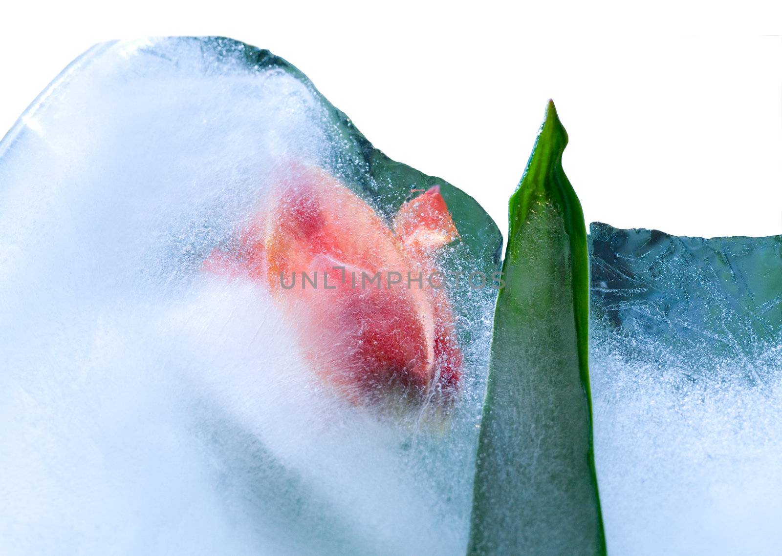 Frozen beautiful   tulip flower.  blossomsin the ice cube 