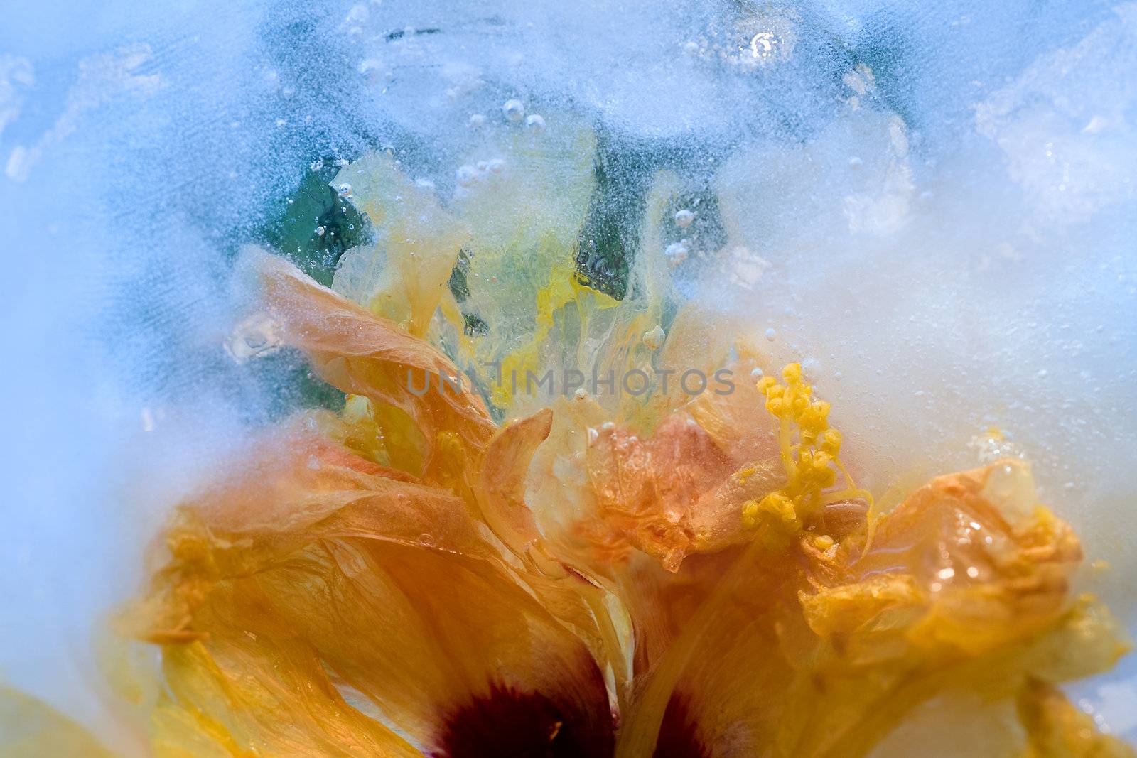  Frozen   hibiscus flower  by foryouinf