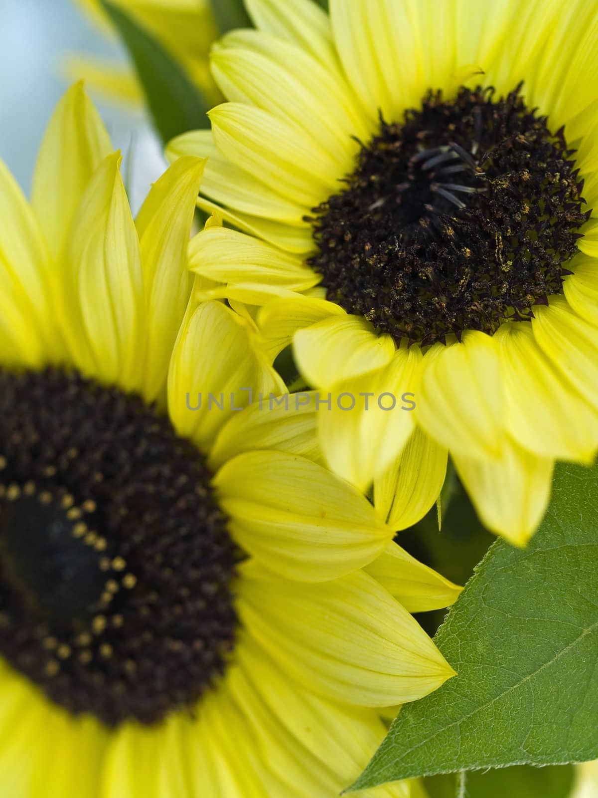 Close Ups of a Bunch of Sunflowers in a Vase