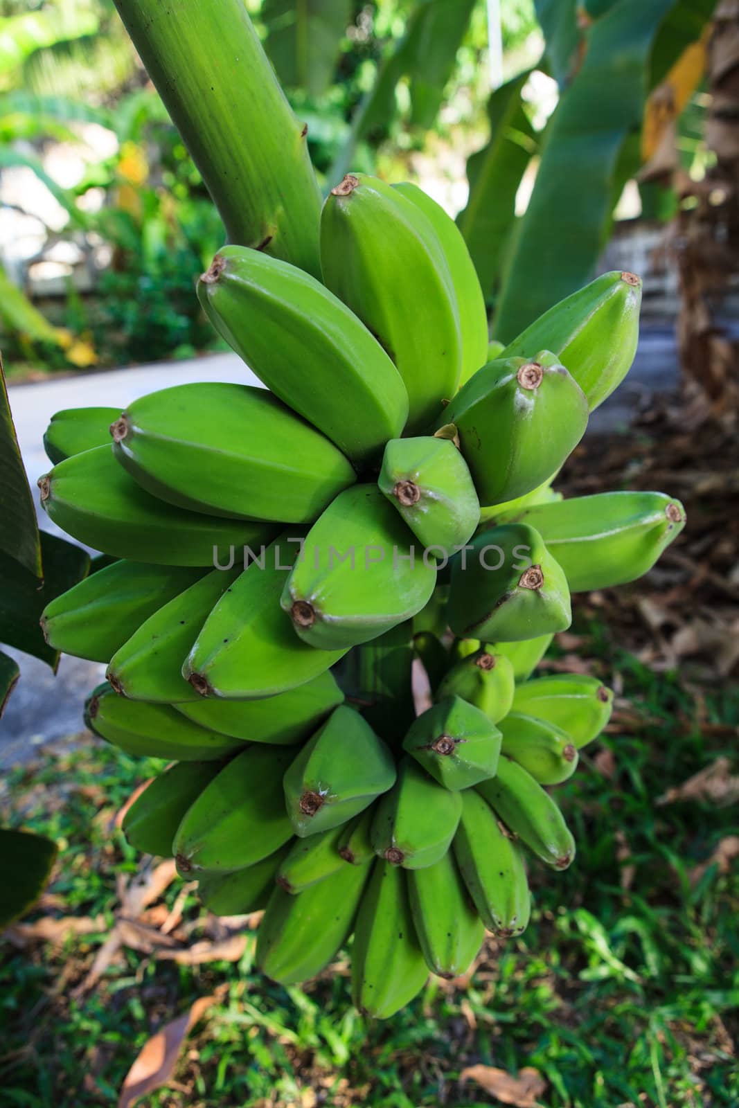 Bunch of ripening bananas on tree  by thanomphong