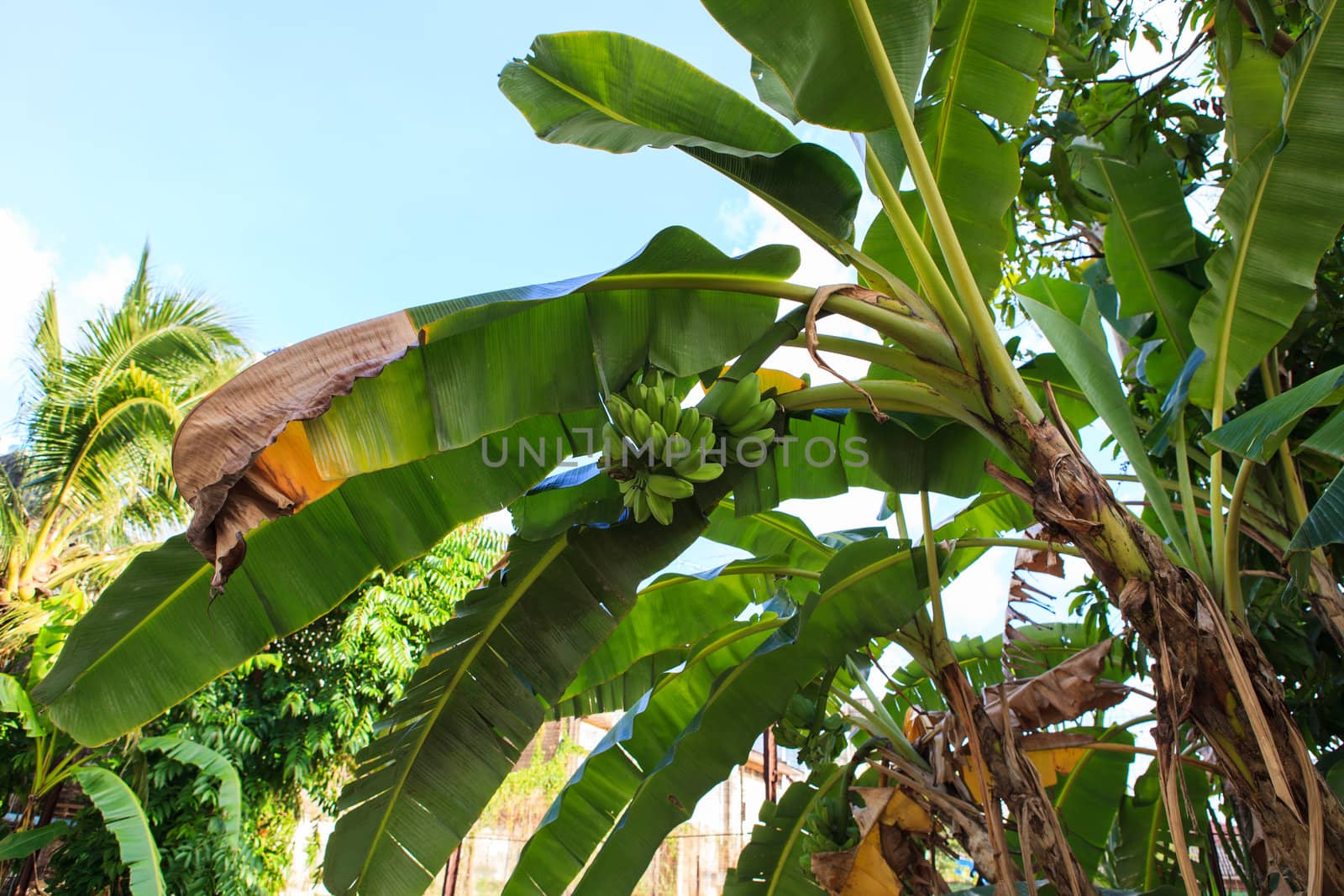 Bunch of ripening bananas on tree  by thanomphong