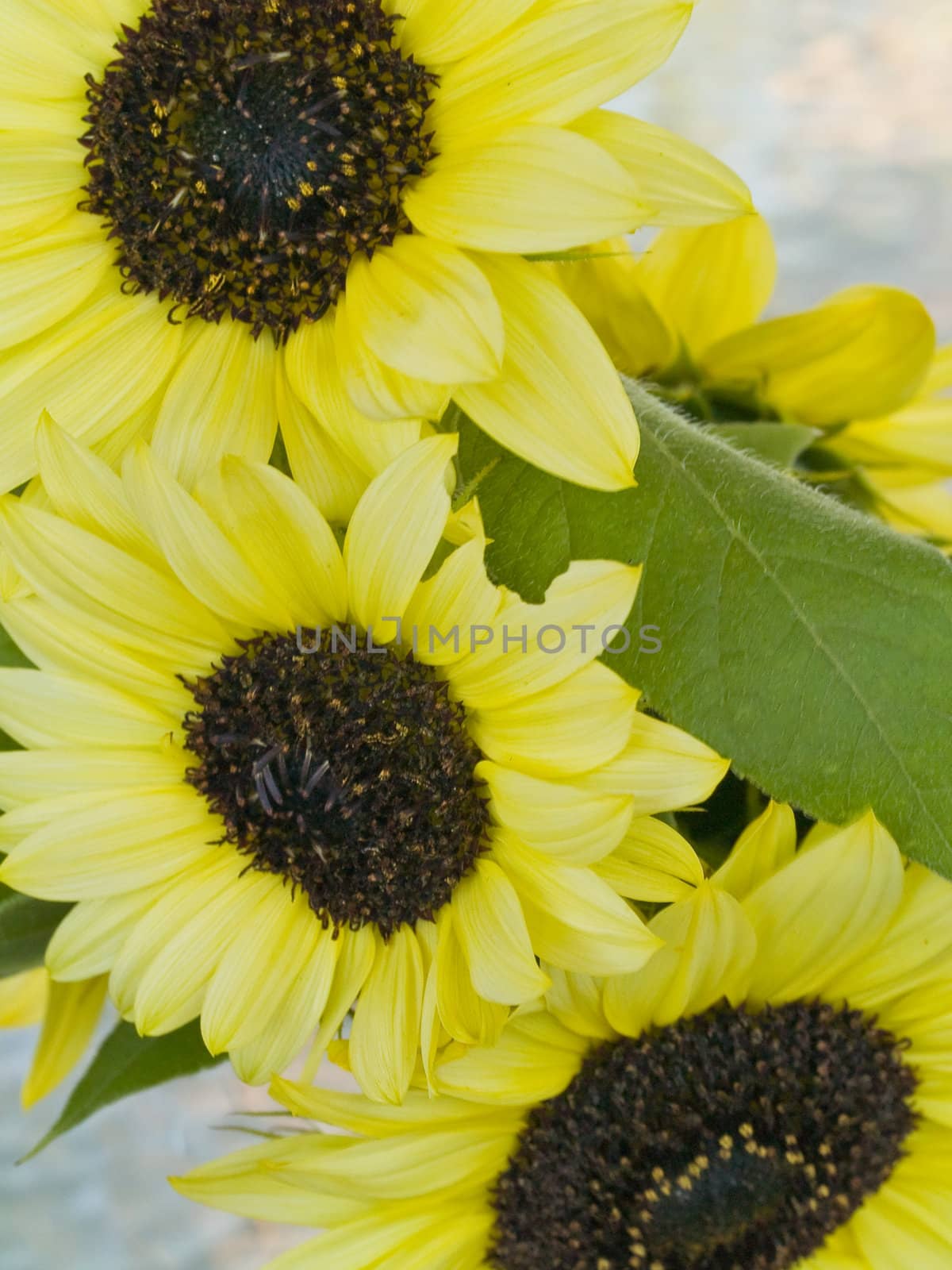 Close Ups of a Bunch of Sunflowers in a Vase