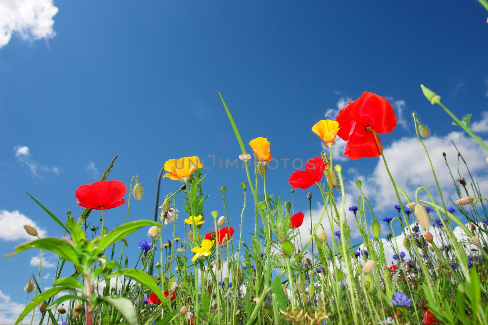 colorful poppies red orange yellow