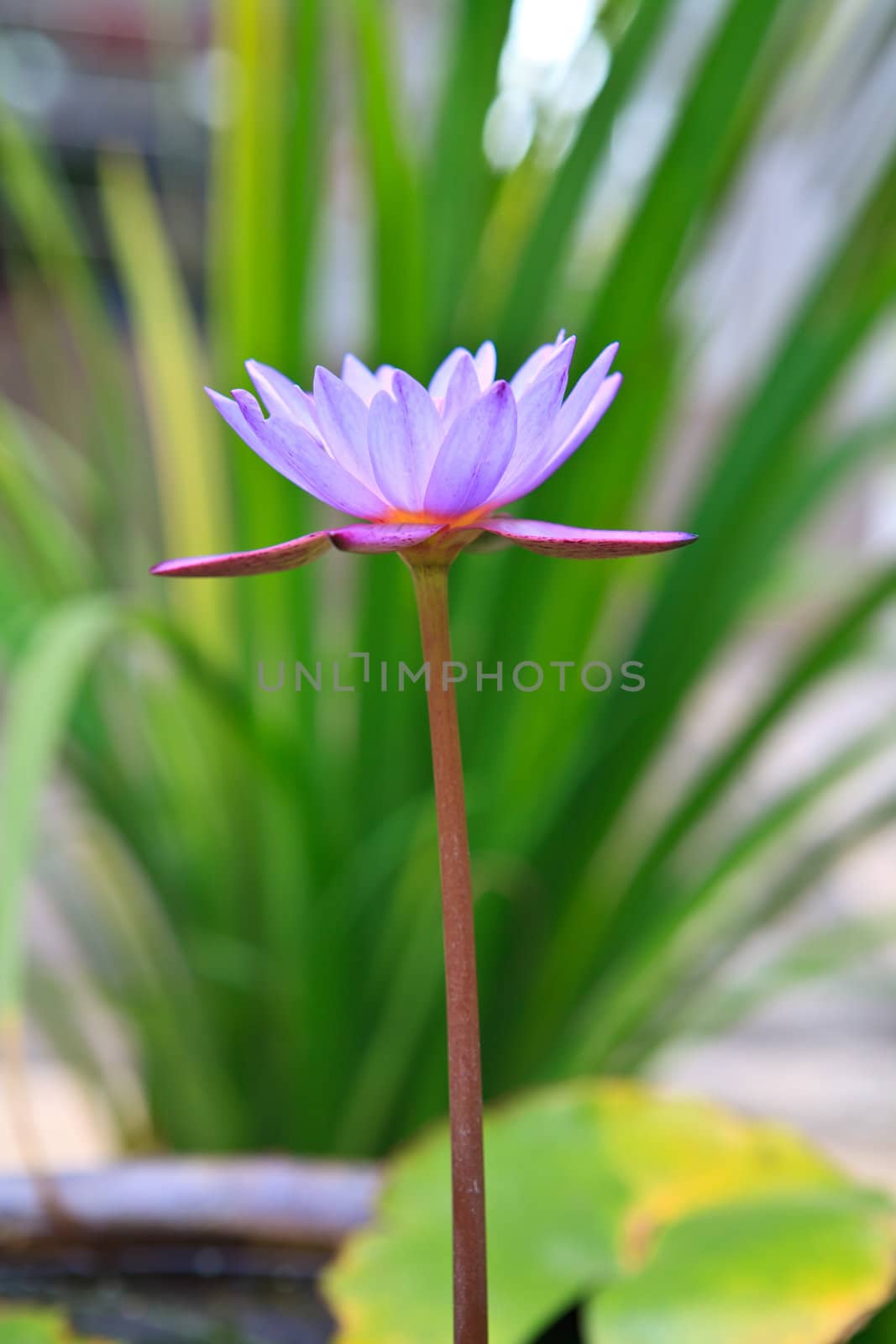 Purple water lilly on water background with leaves and it's bud. by thanomphong