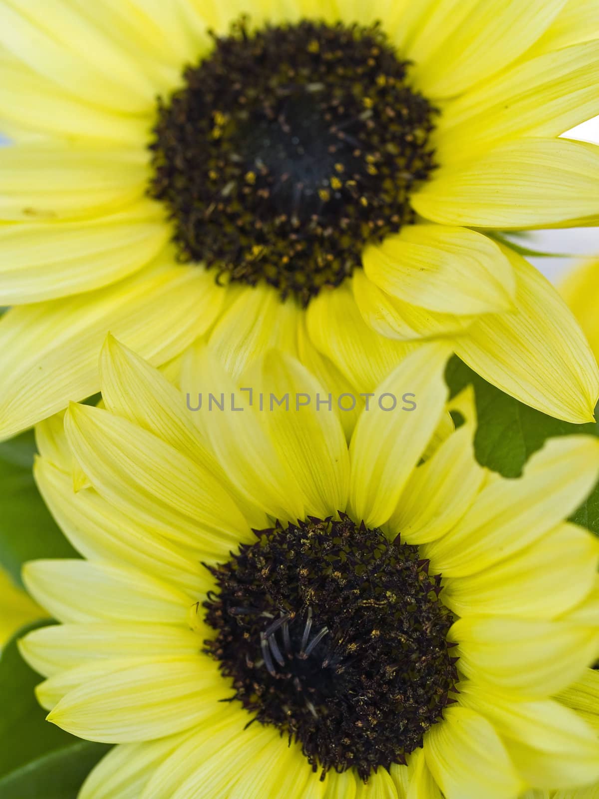 Close Ups of a Bunch of Sunflowers in a Vase