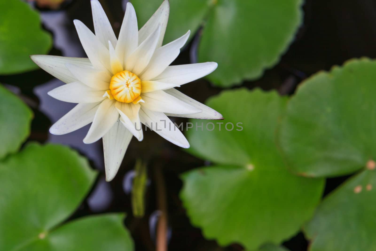 Purple water lilly on water background with leaves and it's bud. 