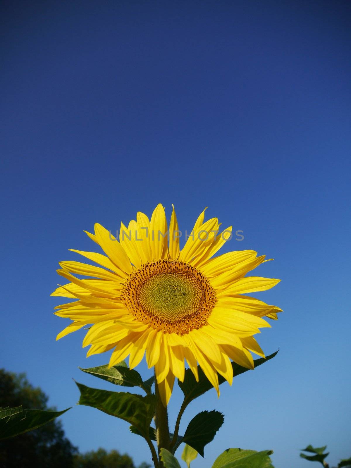 Beautiful landscape with sunflower field over cloudy blue sky and bright sun lights