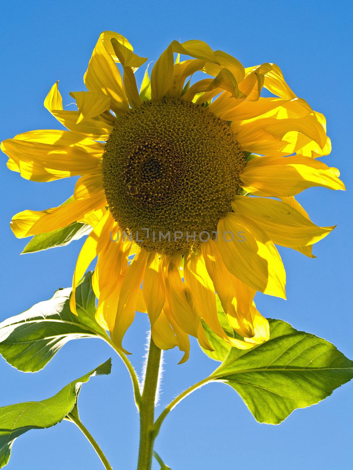 A Sunflower Still on the Plant with Bees