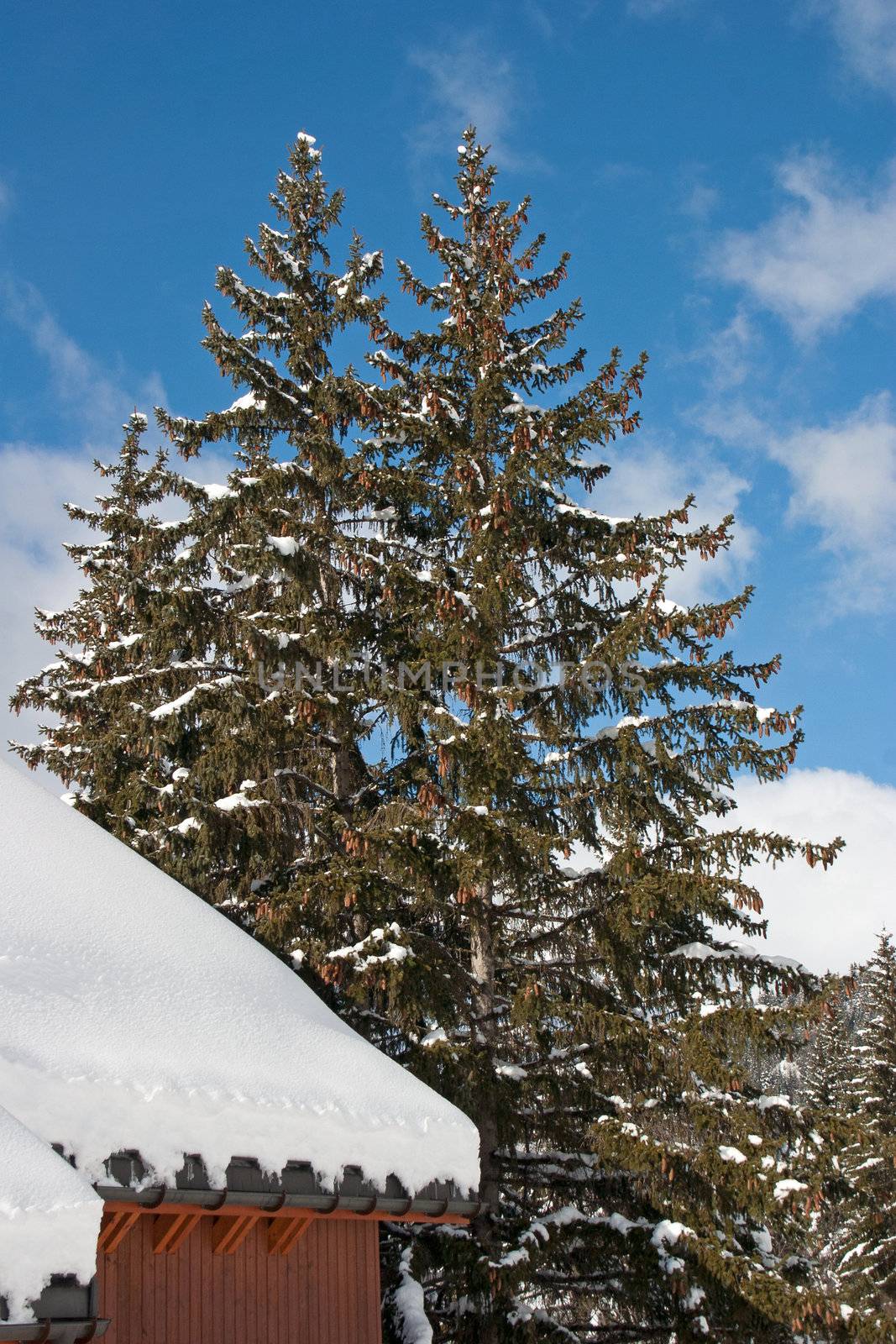 Chalet covered with snow with pine tree in the French Alps