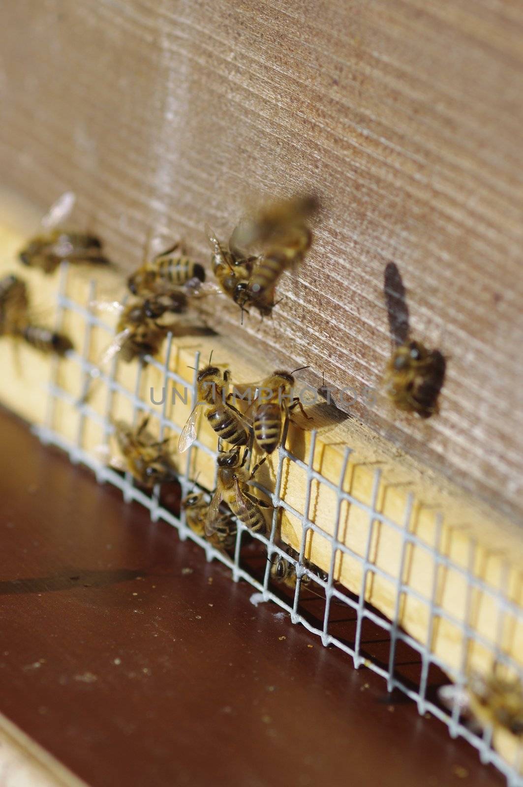 close of Beekeeping beehives bees are ready to fly