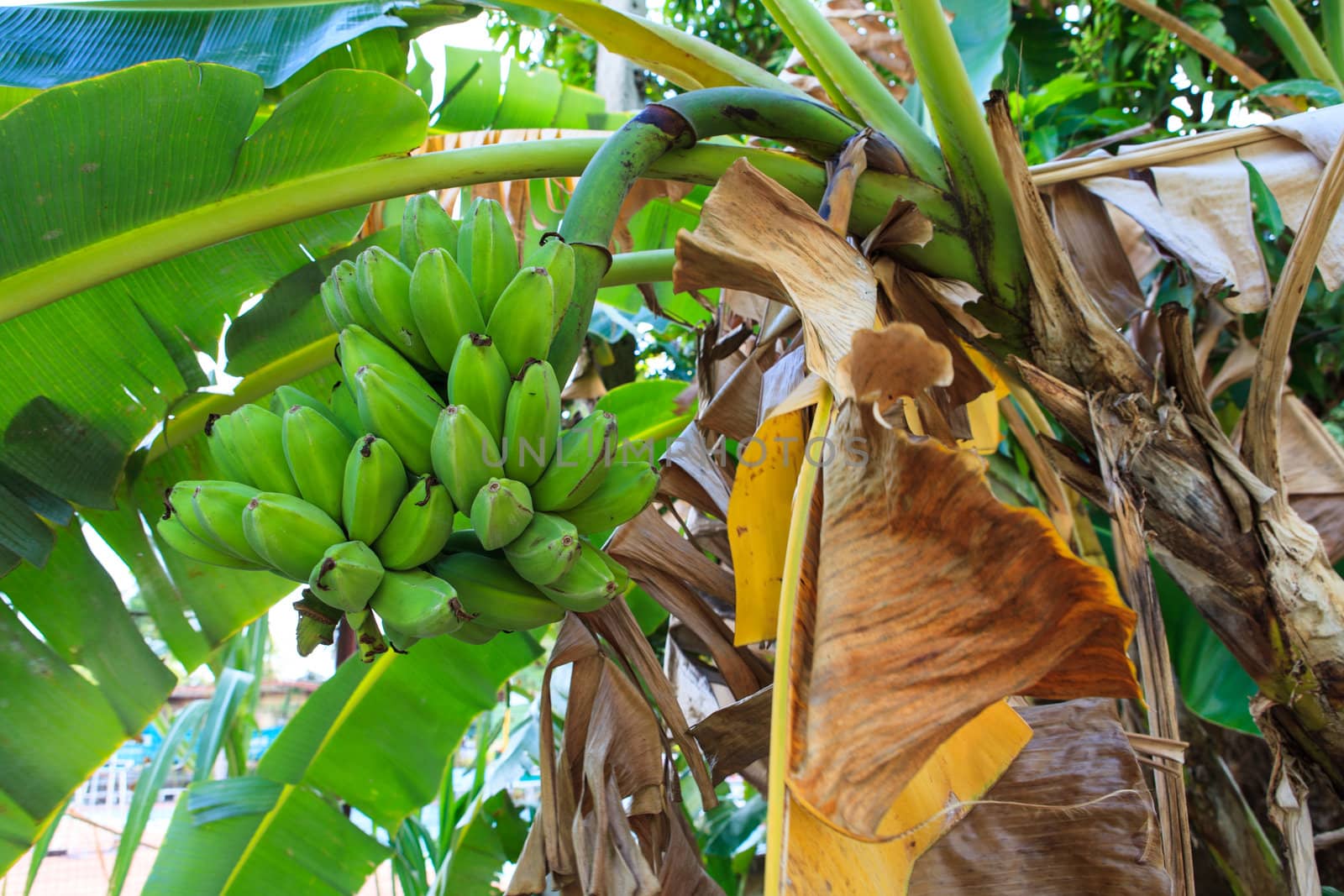 Bunch of ripening bananas on tree